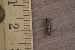 Acrolophus texanella