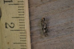 Acrolophus texanella