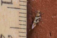 Aristotelia devexella