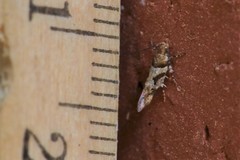 Aristotelia devexella