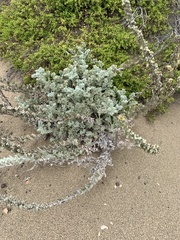 Artemisia pycnocephala