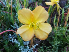 Oenothera organensis