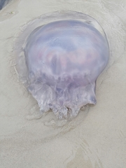 Eupilema inexpectata