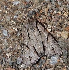 Acronicta tridens
