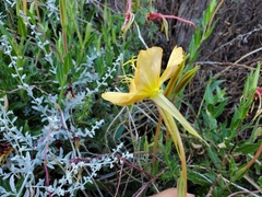 Oenothera organensis