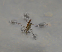 Limnoporus notabilis