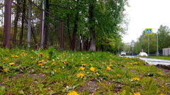 Taraxacum officinale