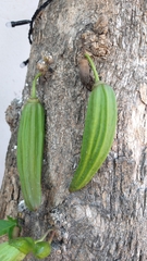 Parmentiera aculeata