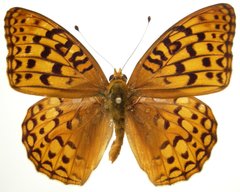 Speyeria coronis snyderi