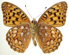 Speyeria coronis snyderi