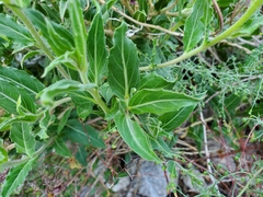 Oenothera organensis