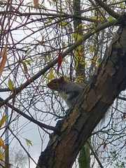 Sciurus carolinensis