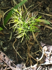 Asparagus setaceus