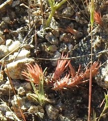 Petrosedum amplexicaule