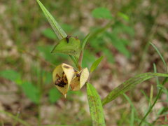 Commelina erecta deamiana