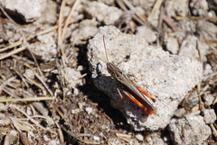 Stenobothrus rubicundulus