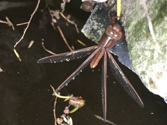 Libellula croceipennis