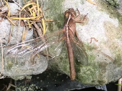 Libellula croceipennis