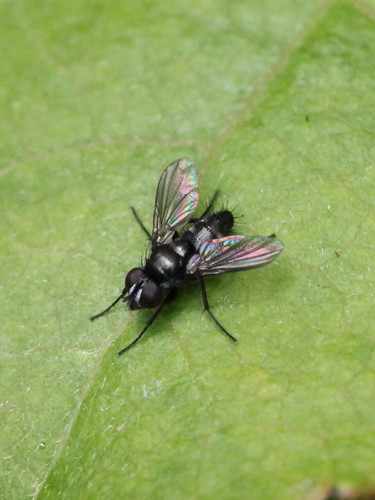 Pouting Woodlouse-fly, photo 2 of 10