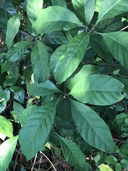 Psychotria asiatica