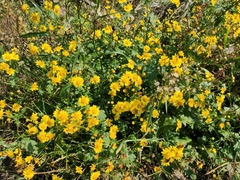 Chrysanthemum indicum