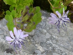 Melanoseris macrorhiza