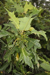Vasconcellea quercifolia
