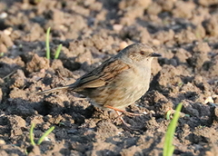 Prunella modularis occidentalis
