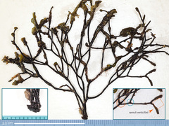 Cladostephus hirsutus