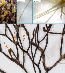 Cladostephus hirsutus