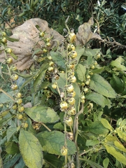 Carpesium abrotanoides