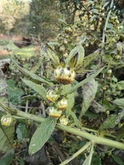 Carpesium abrotanoides