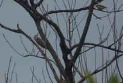 Leiopicus mahrattensis