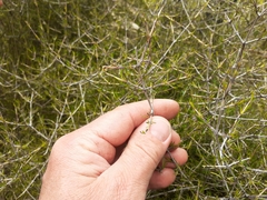 Coprosma elatirioides