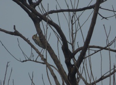 Leiopicus mahrattensis