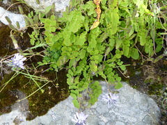 Melanoseris macrorhiza