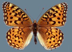 Speyeria coronis snyderi