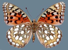 Speyeria coronis snyderi