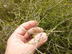 Coprosma elatirioides