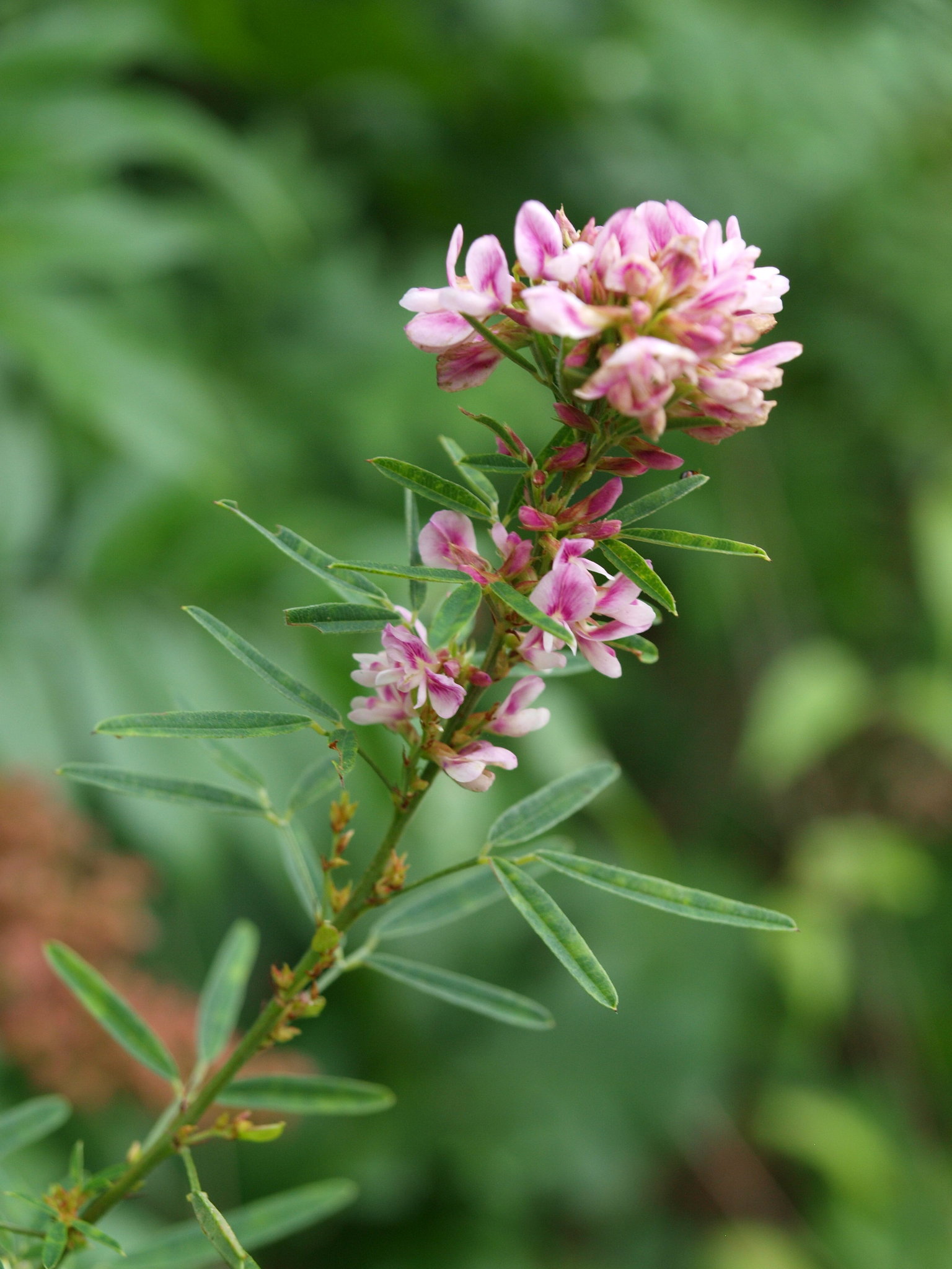 Lespedeza virginica