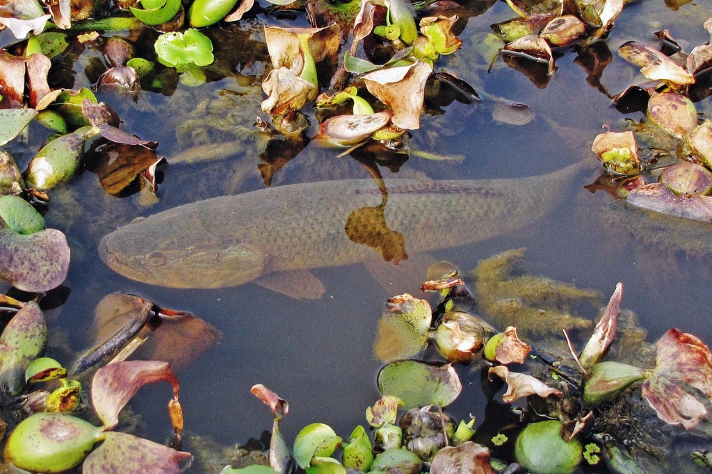 Argentine Wolf Fish