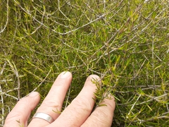 Coprosma elatirioides