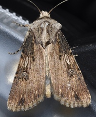 Agrotis catalaunensis