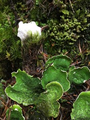 Peltigera britannica