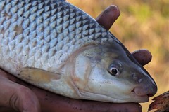 Megaleporinus obtusidens
