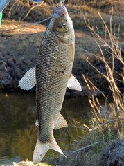 Megaleporinus obtusidens