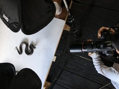 Bothrocophias microphthalmus