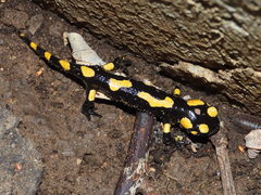 Salamandra salamandra