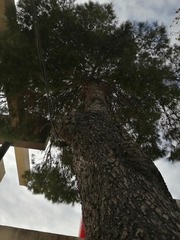 Pinus halepensis