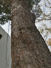 Pinus halepensis